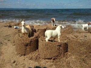 Brody's sheep on vacation at Lake Superior
