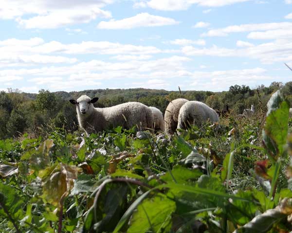 Lambs in luscious turnip field