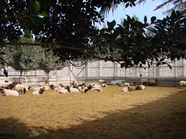 Goats In Egypt