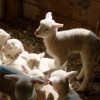Stretching Lamb