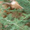 Goat eating around thorns in Ethiopia