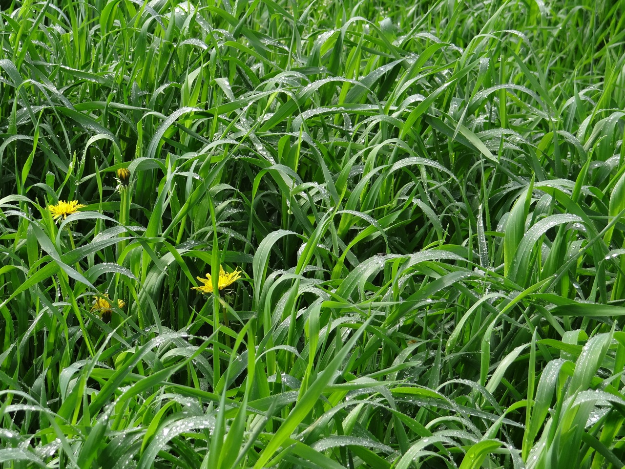 what does it when a eats grass what do grass fed goat and sheep eat shepherd song farm what does it when a eats grass what do grass fed goat and sheep eat shepherd song farm