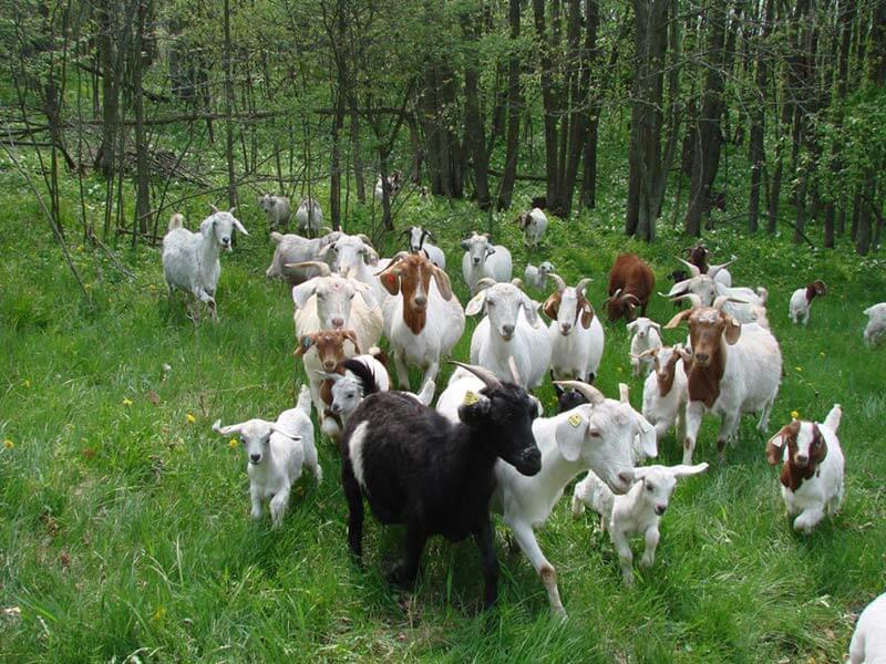 Goats and kids delighting in woods Goats and kids delighting in woods