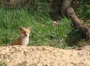 Young fox watching lambs