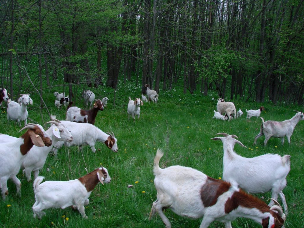 Goats and their kids in wood pasture Goats and their kids in wood pasture