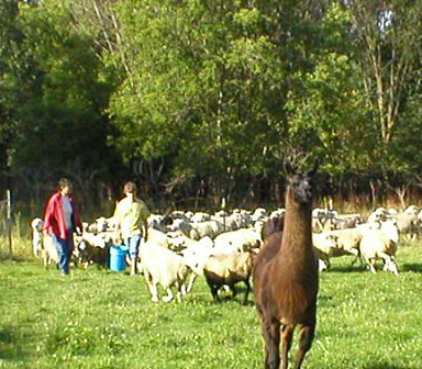 Llama leading the flock home
