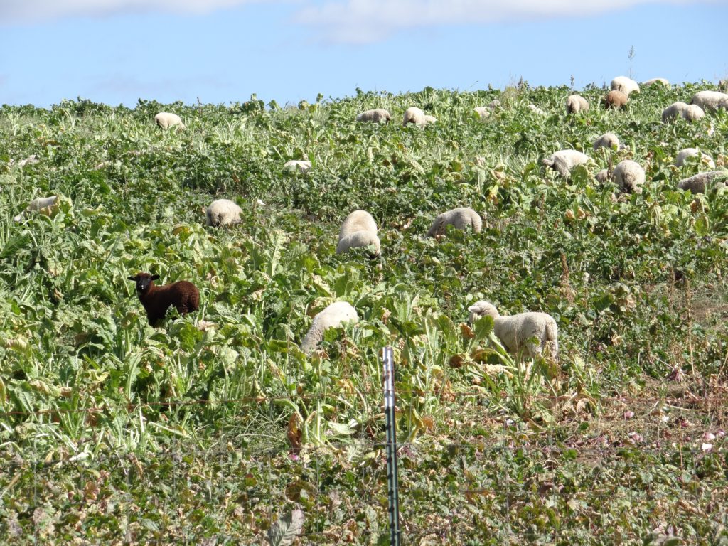 Lambs eating turnip greens