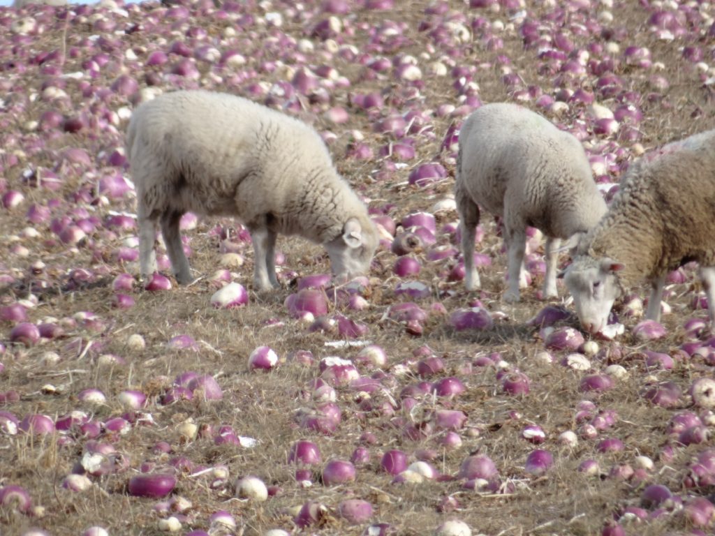 When the greens disappear the turnips are discovered. When the greens disappear the turnips are discovered.
