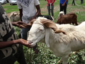 Older Bali Bali Ram Older Bali Bali Ram