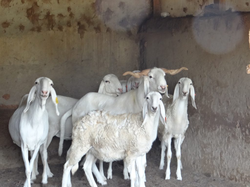 Bali Bali Sheep Posing Bali Bali Sheep Posing