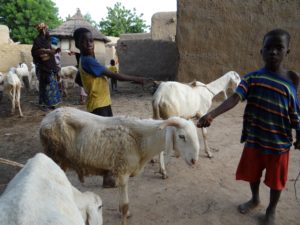 Leading sheep for exam Leading sheep for exam