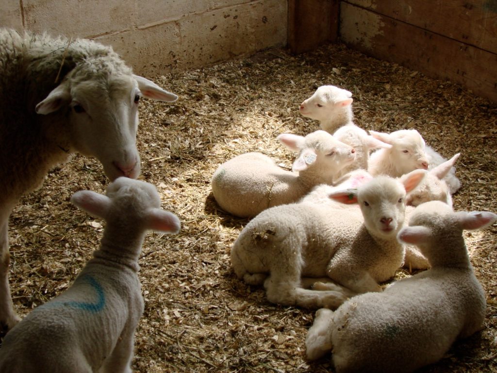 Lambs sleeping in sunlight Lambs sleeping in sunlight