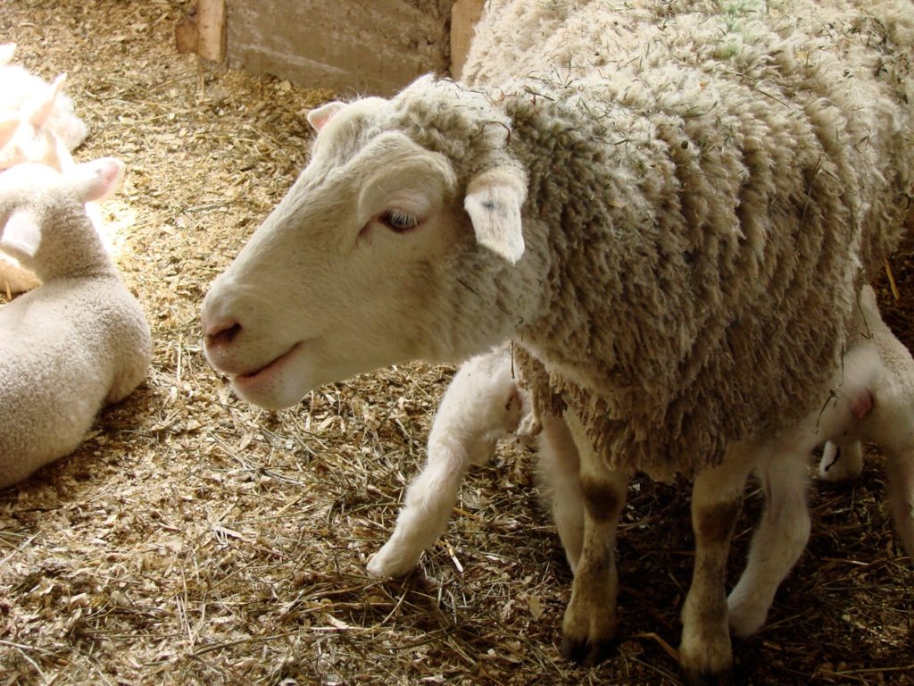Twins lambs on udder