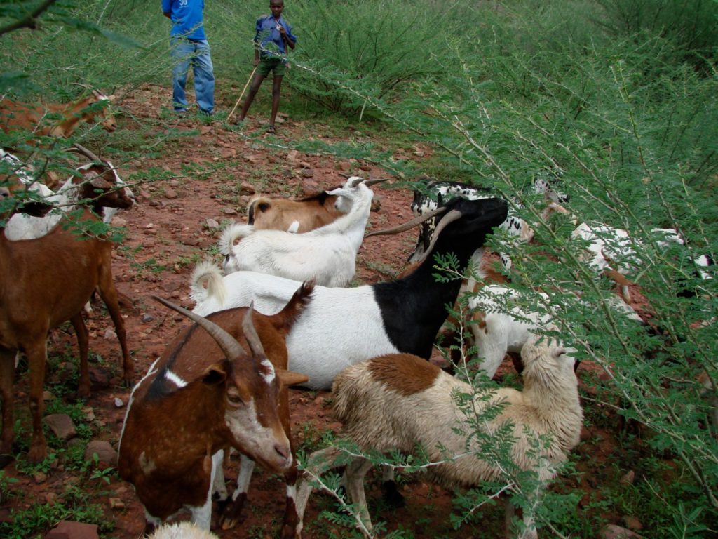Ethiopian Highland Goats Ethiopian Highland Goats