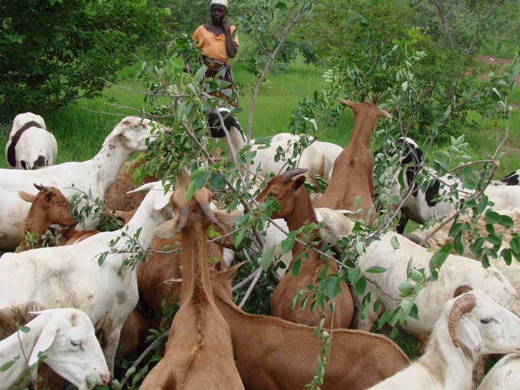 Browsing goats in Mali