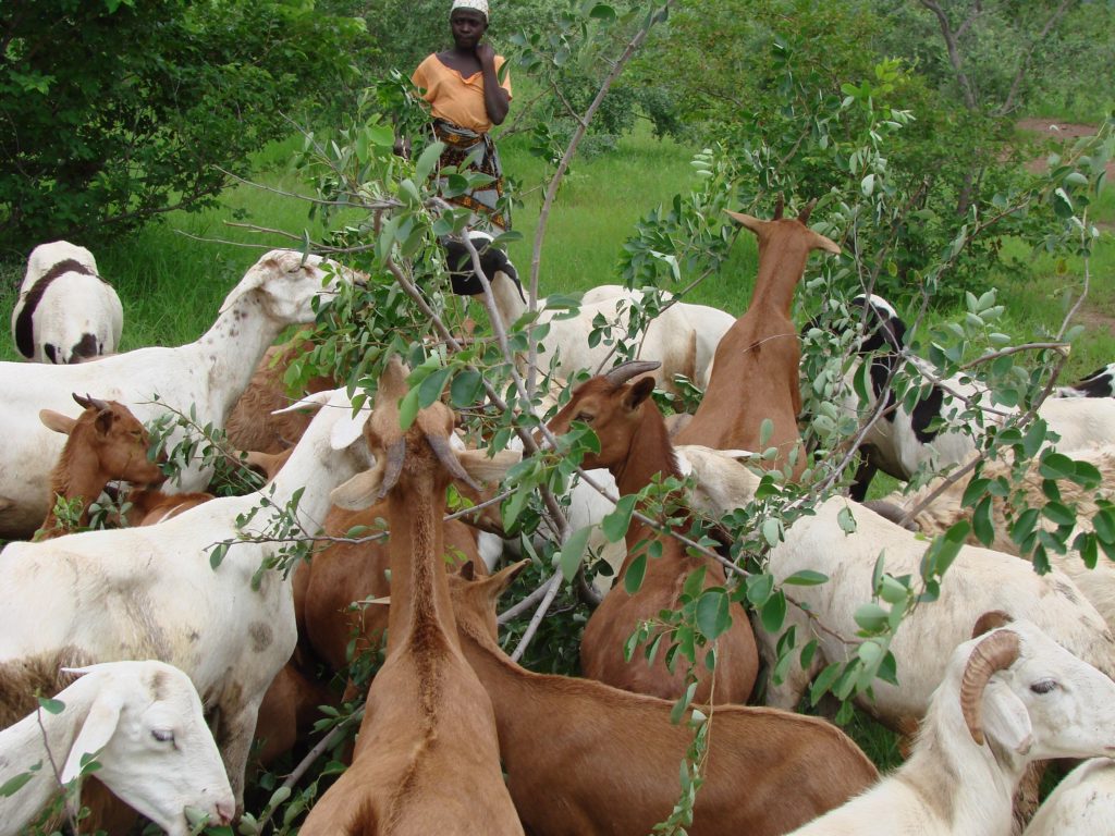 Browsing goats in Mali Browsing goats in Mali