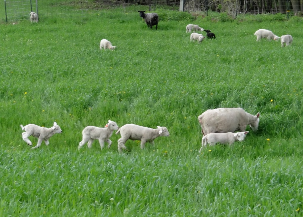 Ewes and lambs in spring pasture or winter rye grass