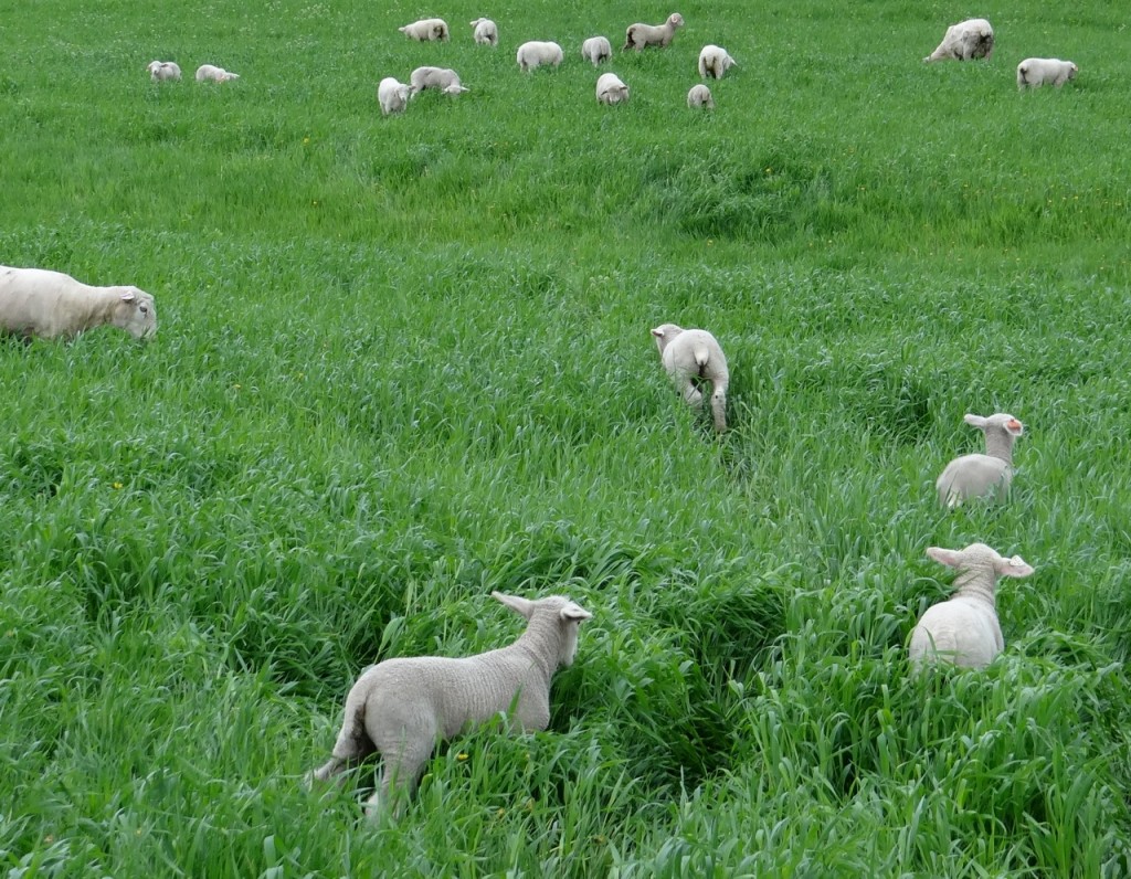 Lambs neck high in winter rye grass Lambs neck high in winter rye grass