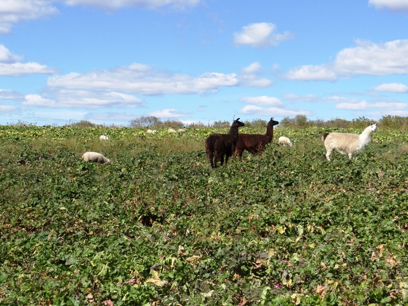 Llama guardians overlook field Llama guardians overlook field