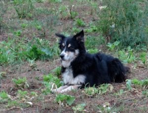 Mist the border collie Mist, border collie, attentive to the lambs
