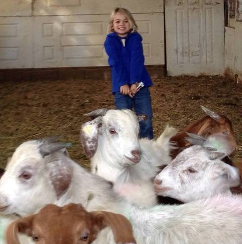 Young goats inside Young goats out of the rain