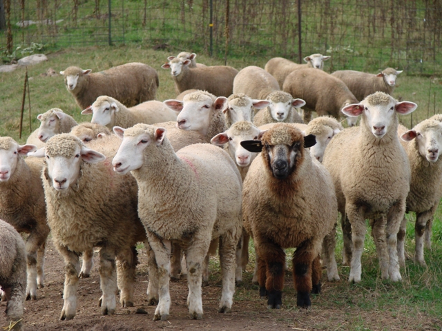 Curious lambs