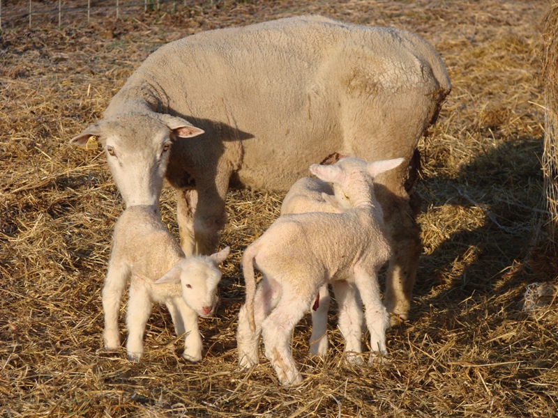 Ewe and triplets in good condition Ewe and newborn lambs
