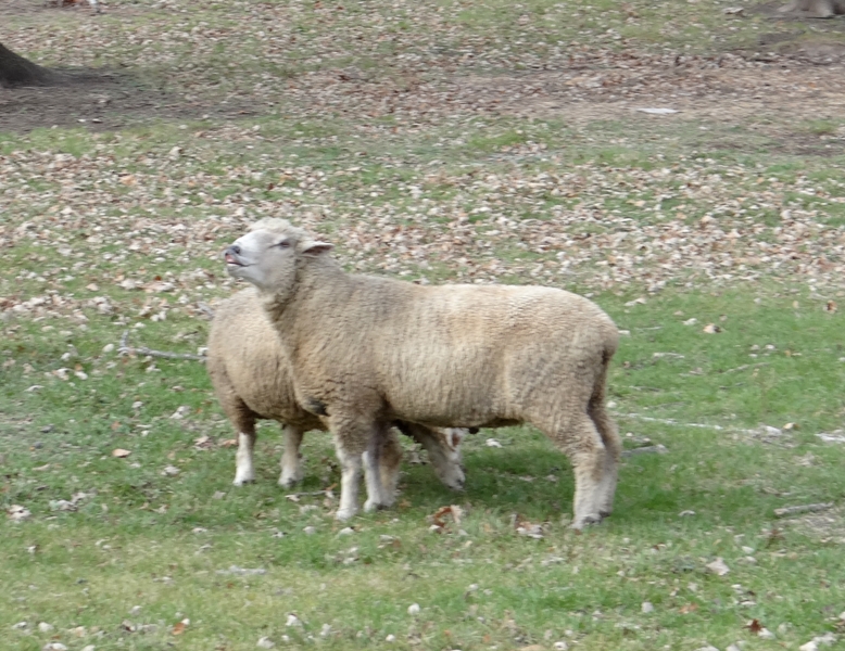 Ram scenting air seeking female in heat Ram scenting air