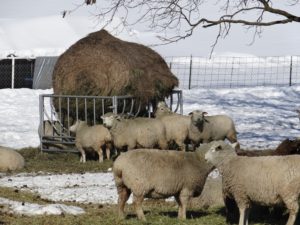 Ewes around new round bale feeder Ewes around new round bale feeder