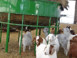 Goat kids eating from below the bale Goat kids eating from below the bale