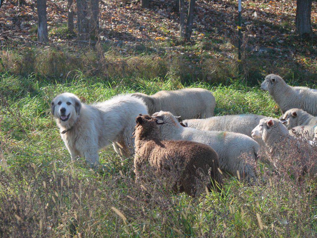 Guardian dog, Tully, moving with lambs Guardian dog Tully with his lambs