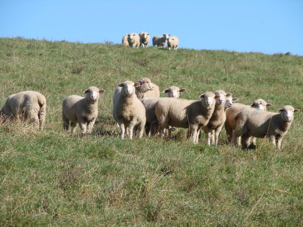 grass fed sheep & goat farm grass fed sheep & goat farm