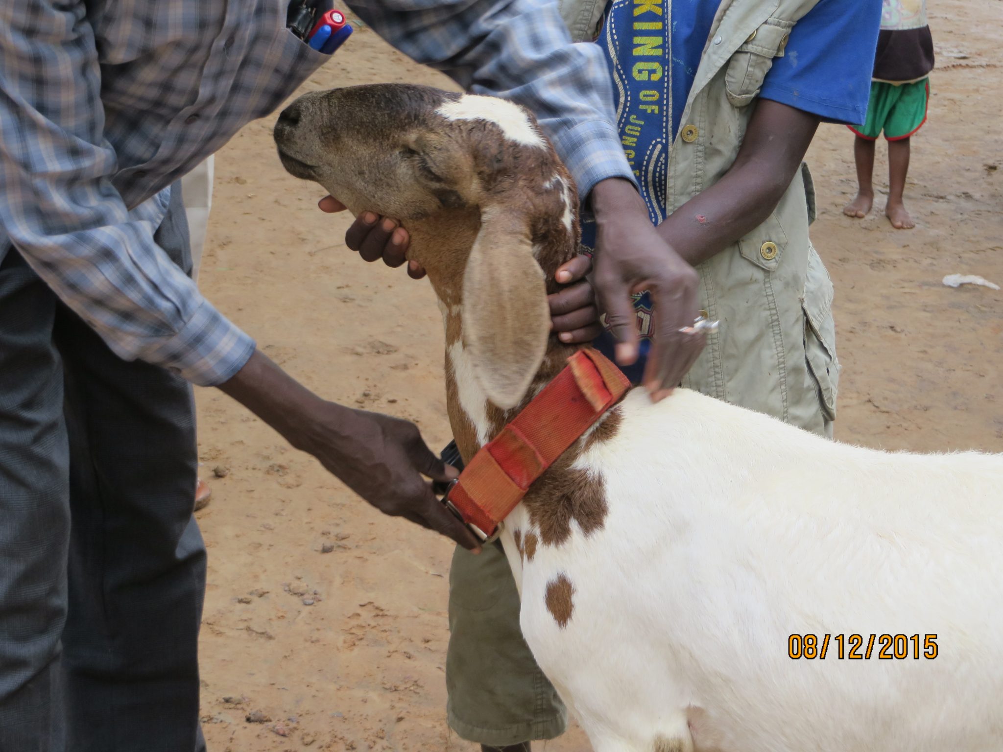 Why Are We GPS Tracking Sheeps?