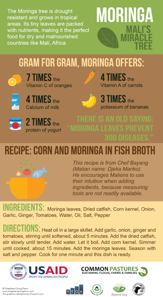 Moringa - Tree of Life