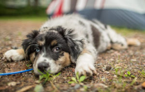 Natural Nutrition for Dogs