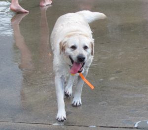 Beckett at pool
