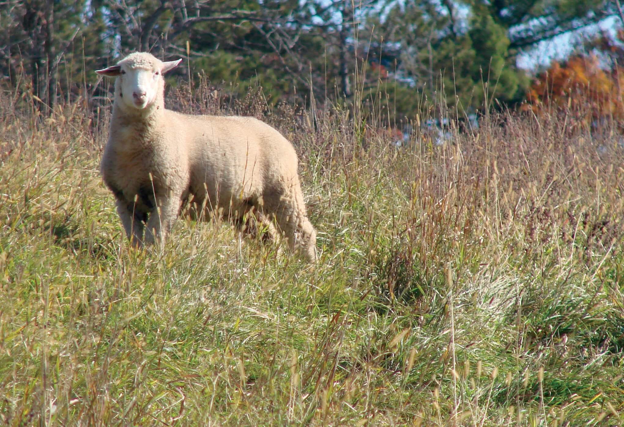 early shepherding challenges