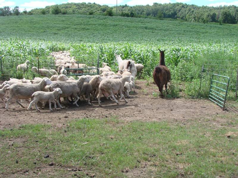 Grass fed lamb in corn stalks