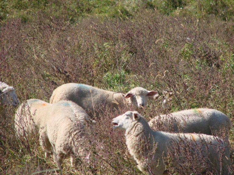 grass fed lamb