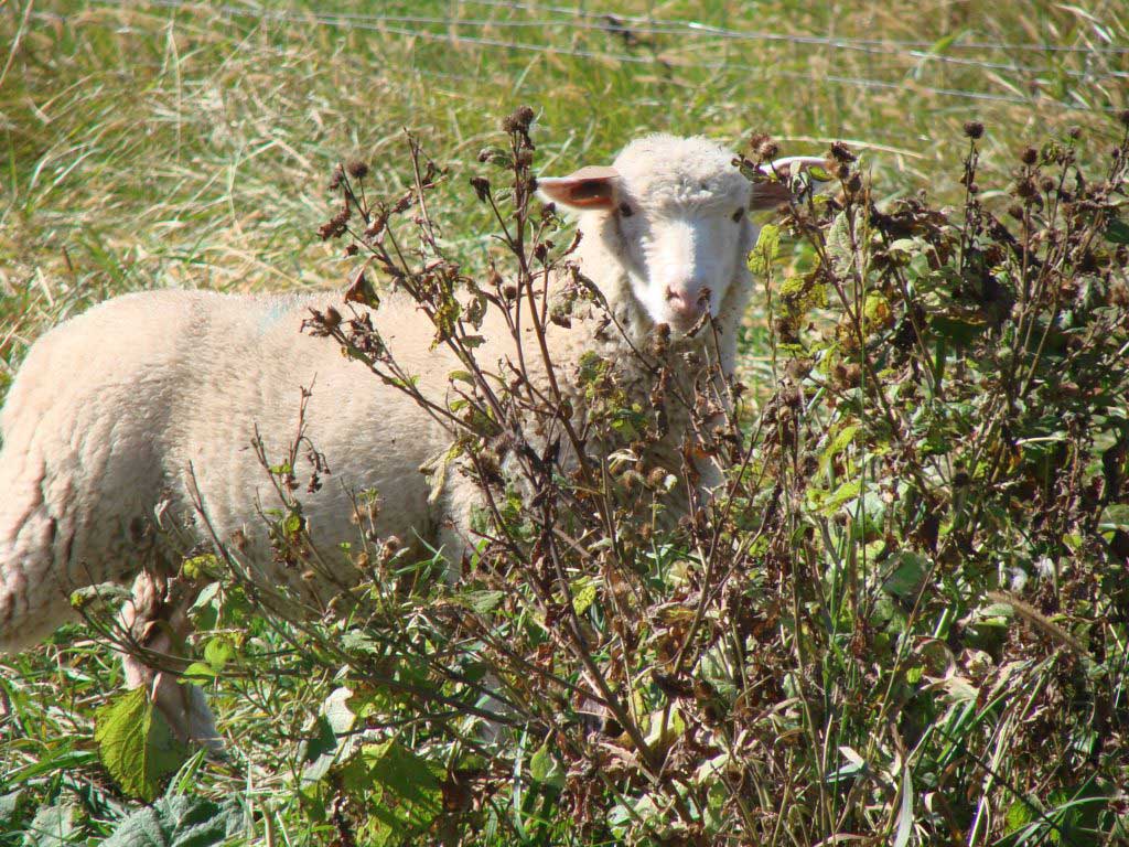 Lamb natural browse