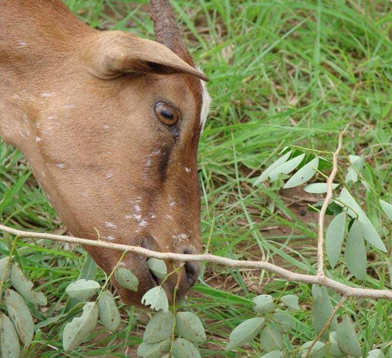 goat eating grass