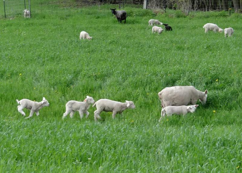 grass fed lamb and sheep grazing in field