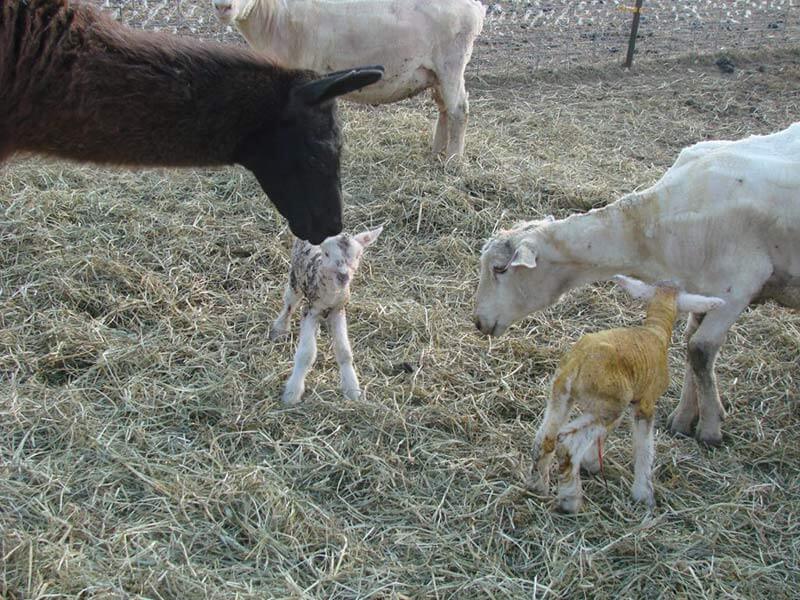 Llama guardian checking newborn lamb