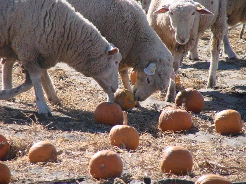grass fed lamb and ewes eating pumpkins