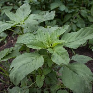 Amaranth, or amaranthus retroflexus