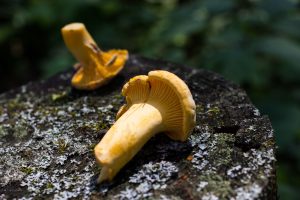 Golden chanterelle mushrooms photo by Alan Bergo
