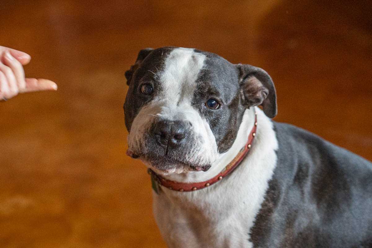 Calvin the pitbull eating smoked lamb kidney treats for dogs