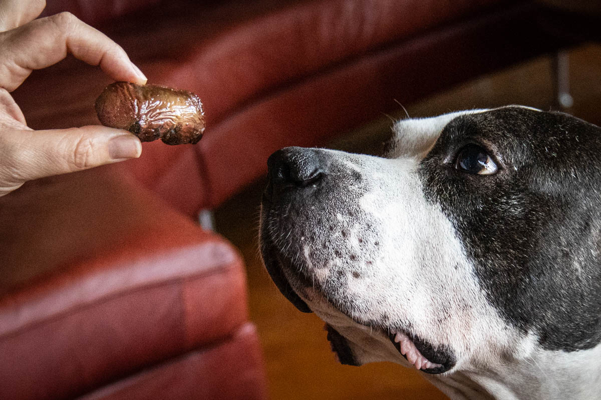 kidney treats for dogs