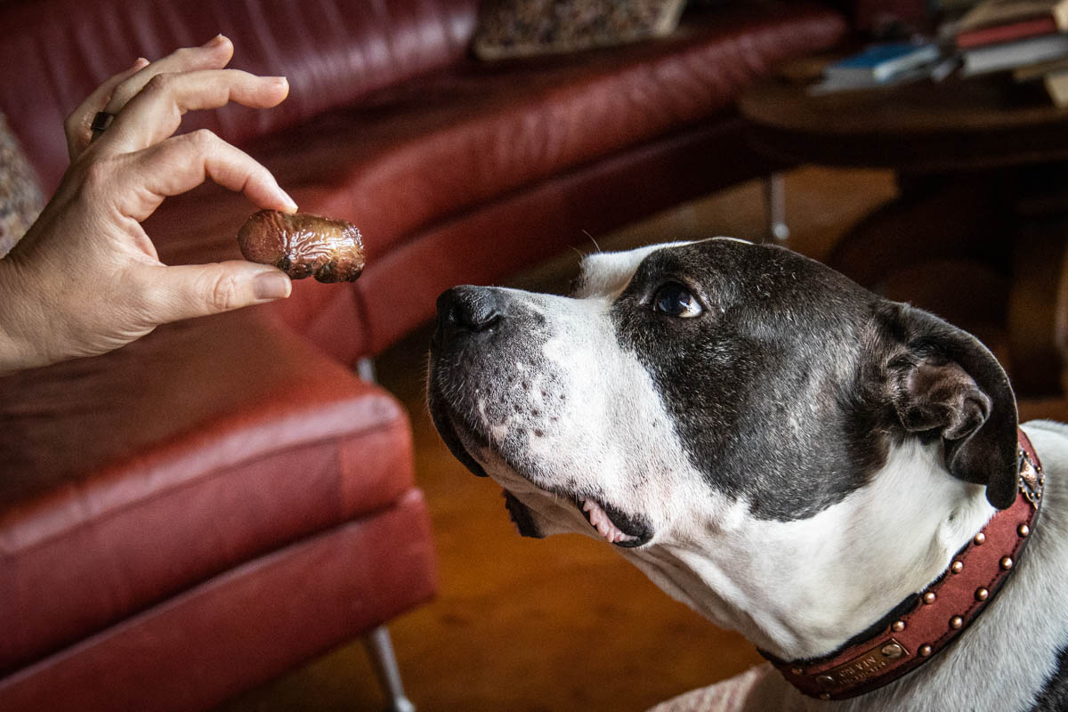 Calvin the pitbull eating smoked lamb kidney treats for dogs
