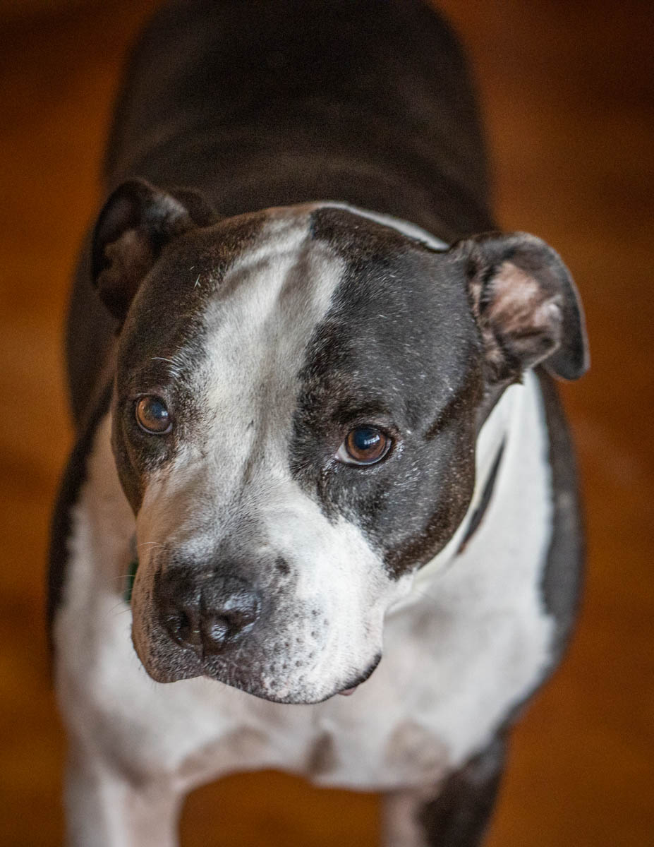 Calvin the pitbull 
